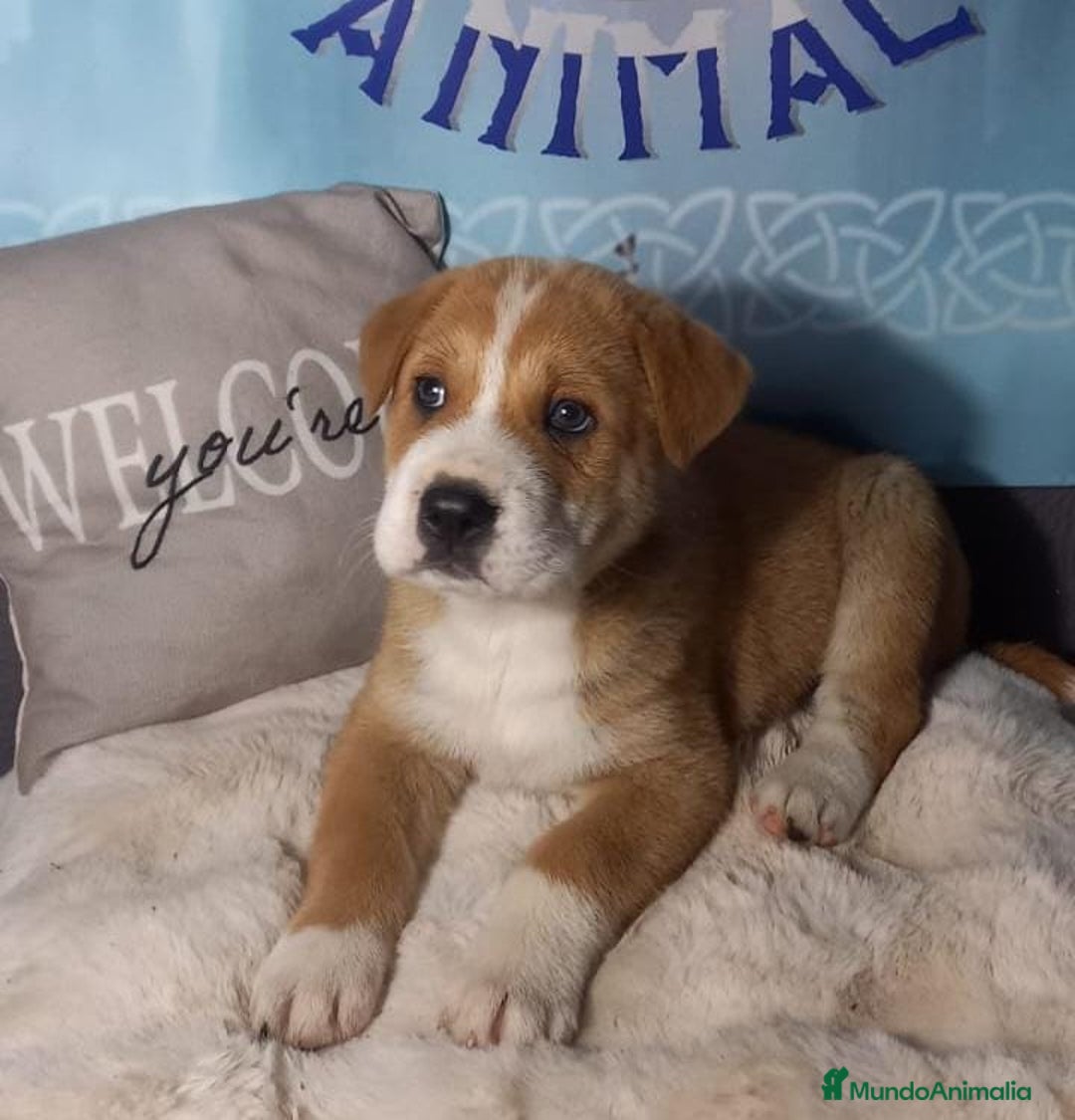 Raza Mixta perros en venta: Cachorros de sharpei con husky Siberiano  - Imagen 1