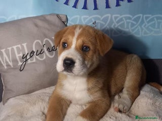 Raza Mixta perros - Anuncio 3