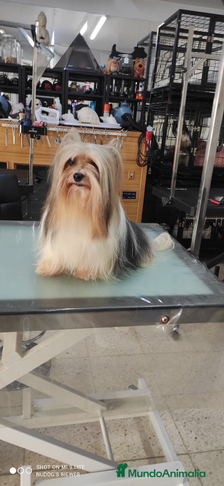 Biewer Yorkshire Terrier a la Pom Pon perros Hembras biewers pedigree opcional.  - Anuncio 1