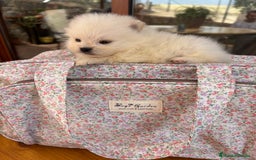 Pomerania perros en venta: Lulu de Pomerania minis  - Imagen 5