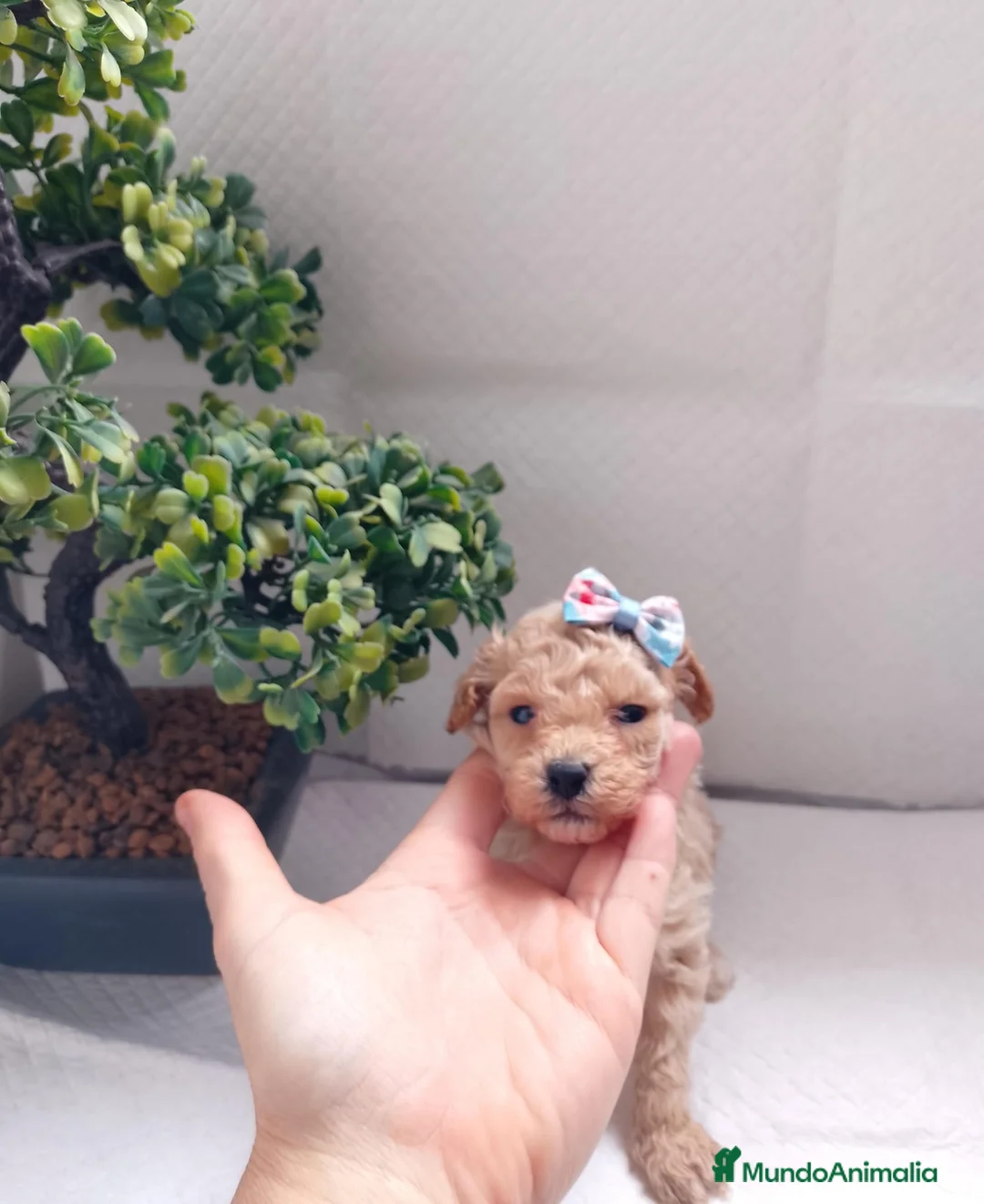 Maltipoo perros en venta: Maltipoo macho  - Anuncio 18