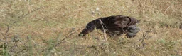 Braco Francés tipo Pirineos Talla Pequeña perros en venta: CACHORROS DE BRACO FRANCÉS DE SUSAN DE BEAUTÉ - Anuncio 6