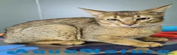 Abisinio gatos en venta: Abisinio Macho de Santa 1932 AQUANATURA - Anuncio 7