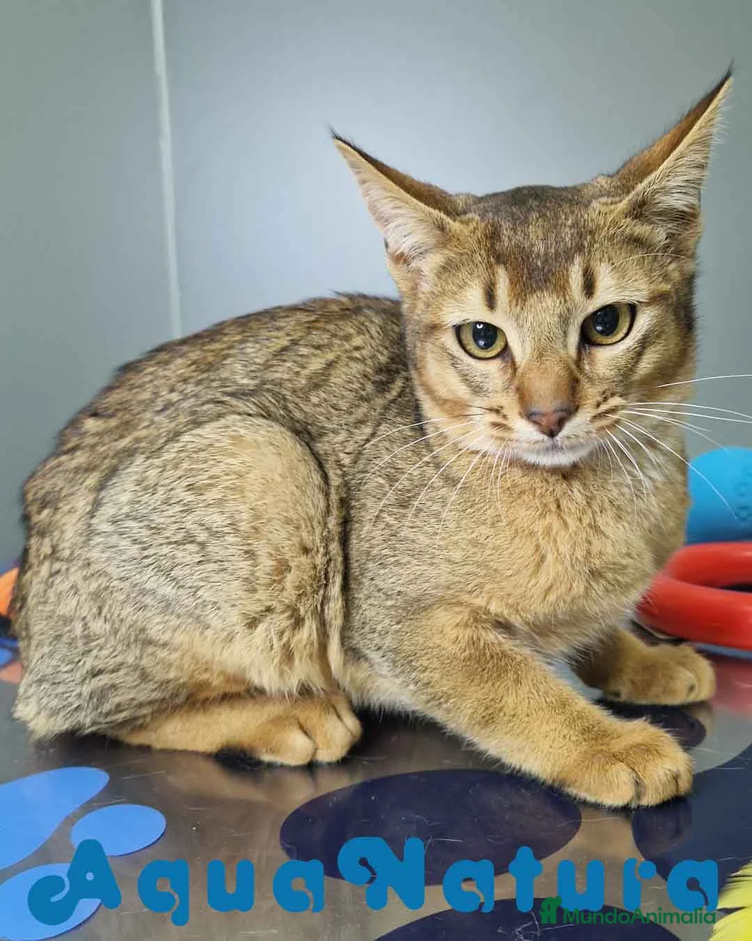 Abisinio gatos en venta: Abisinio Macho de Santa 1932 AQUANATURA - Anuncio 7