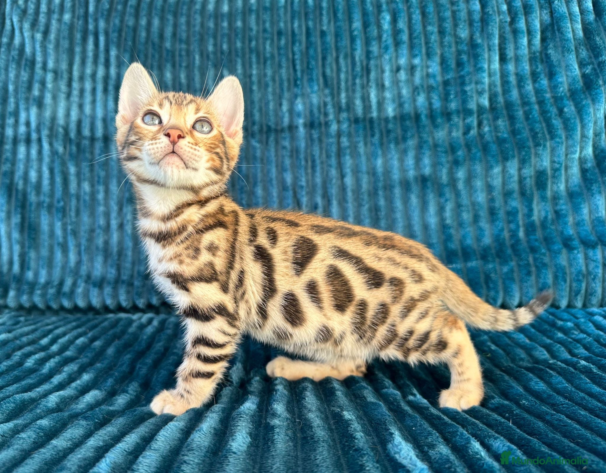 Bengalí gatos Precioso Bengalí en Madrid - Anuncio 7