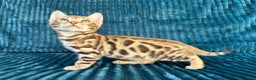 Bengalí gatos en venta: Precioso Bengalí en Madrid - Anuncio 1