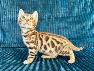 Bengalí gatos Precioso Bengalí en Madrid - Anuncio 8