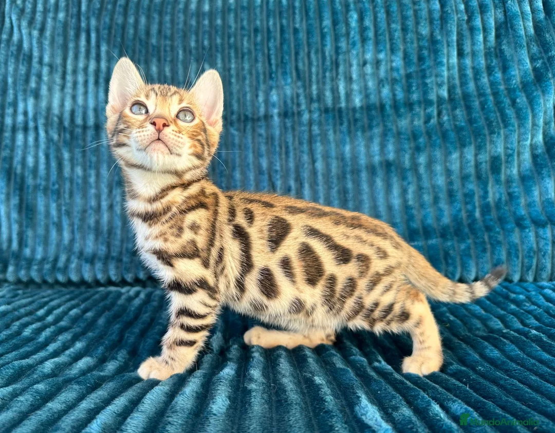Bengalí gatos en venta: Precioso Bengalí en Madrid - Anuncio 1