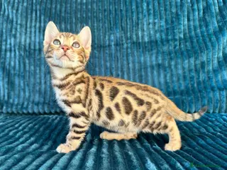 Bengalí gatos Precioso Bengalí en Madrid - Anuncio 1