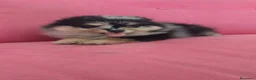 Pomerania perros en venta: Pomerania TOY Merle hembra  - Anuncio 12
