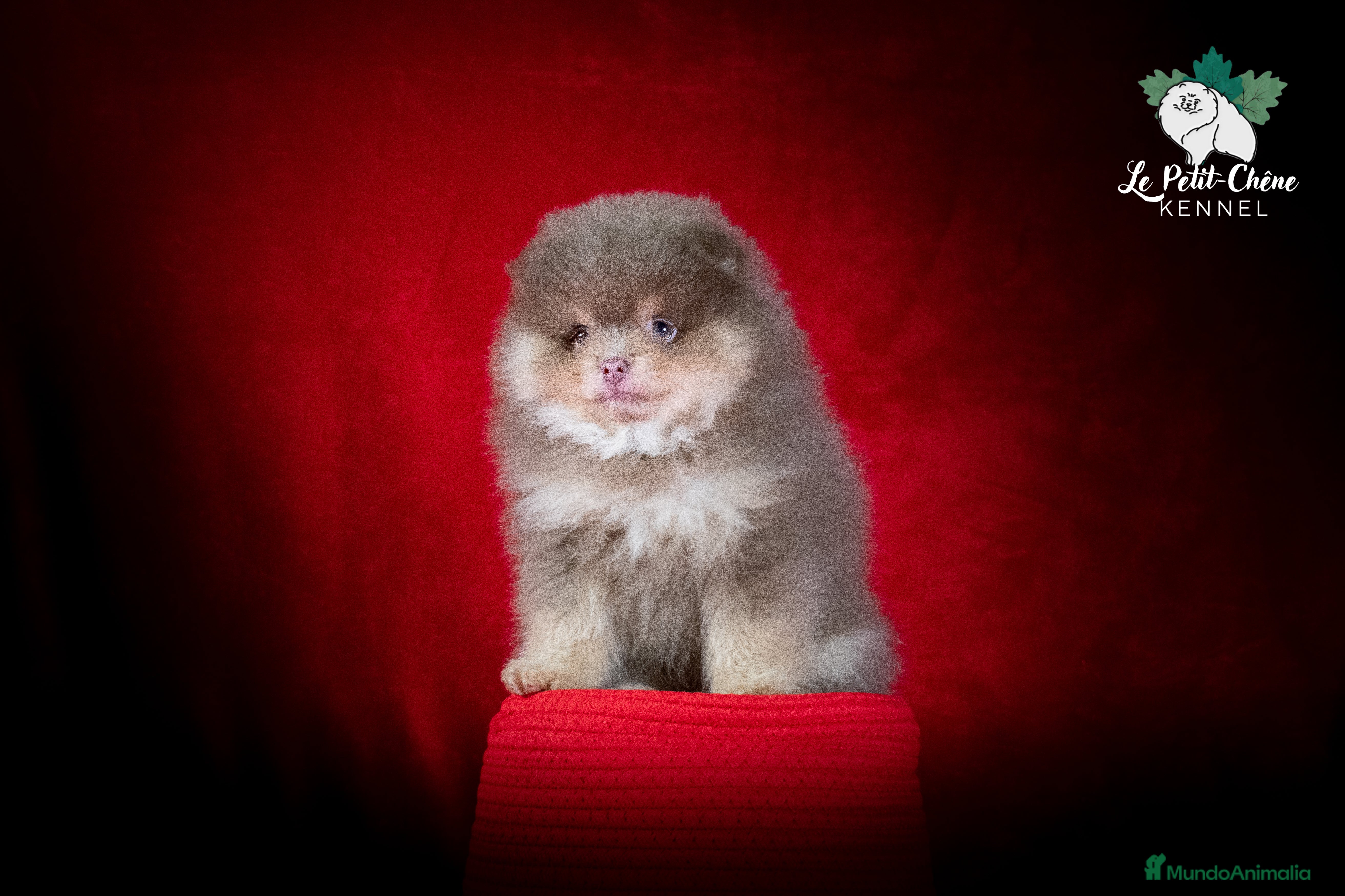 Pomerania perros Pomerania Lila y Fuego - Color único, muy raro. - Anuncio 2