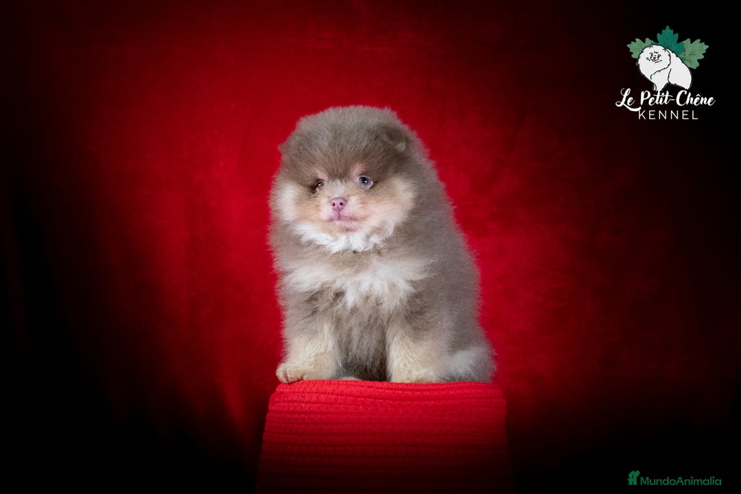 Pomerania perros en venta: Pomerania Lila y Fuego - Color único, muy raro. - Anuncio 2