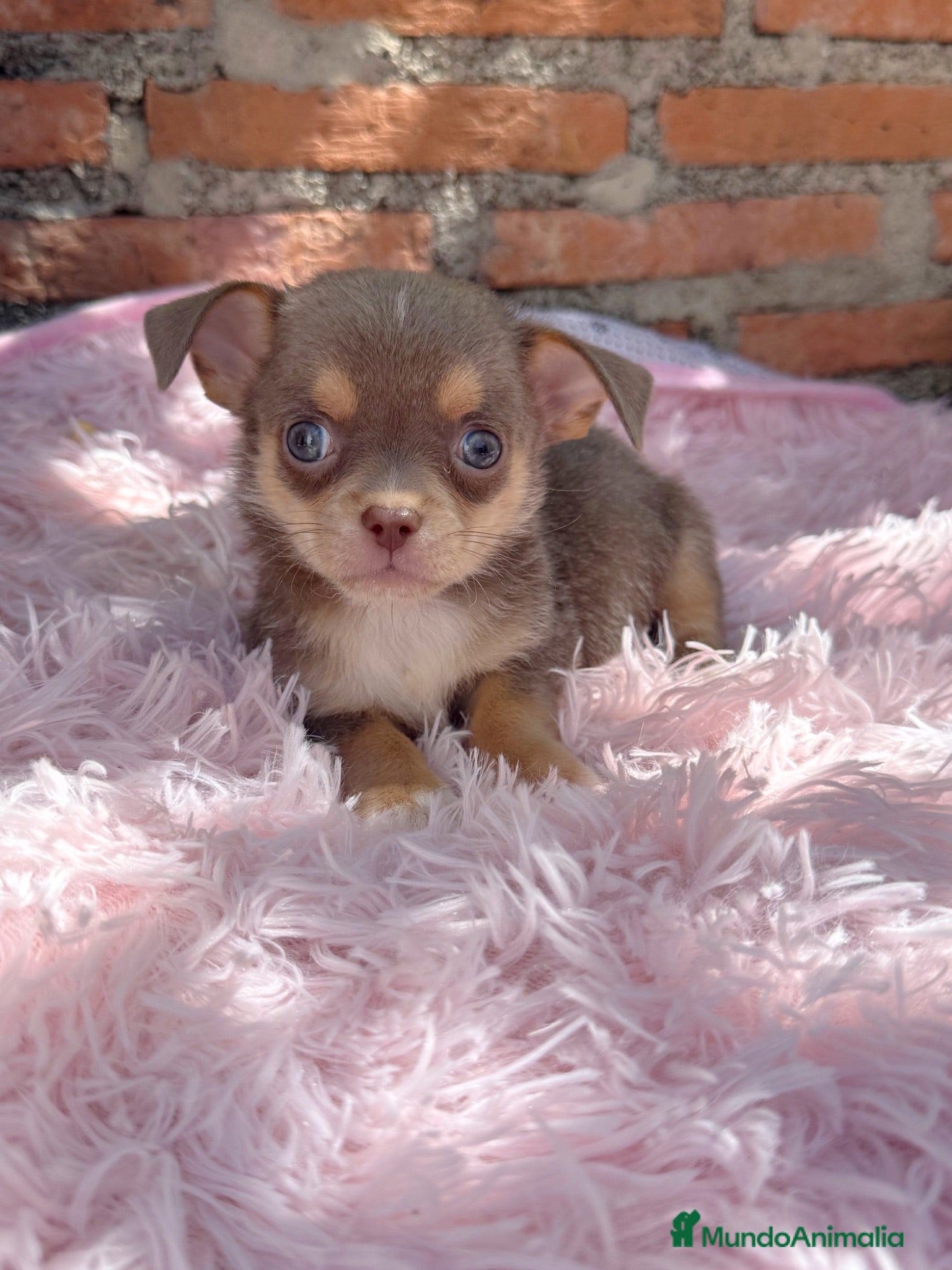 Chihuahua perros Chihuahuas machos isabelas disponibles - Anuncio 6