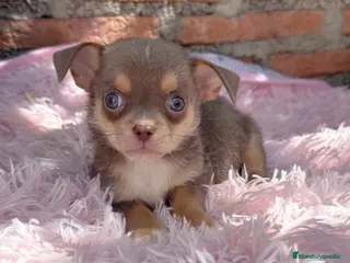 Chihuahua perros Chihuahuas machos isabelas disponibles - Anuncio 6