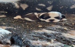 Shih Tzu perros en venta: Shih Tzu tricolor  - Imagen 1