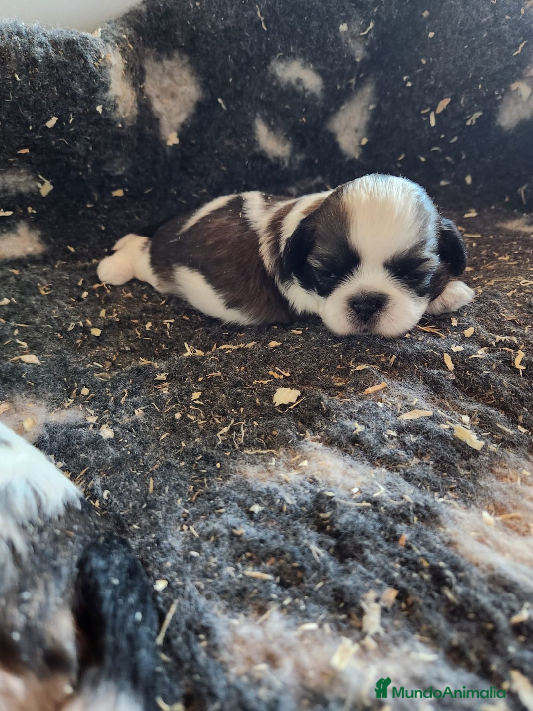 Shih Tzu perros en venta: Shih Tzu tricolor  - Imagen 1