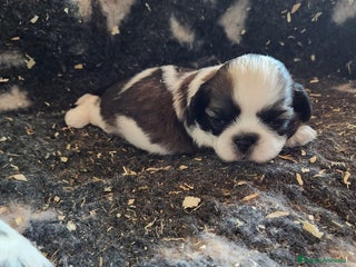 Shih Tzu perros - Anuncio 4