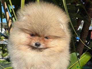 Pomerania perros POMERANIAS EXCLUSIVOS - Anuncio 1