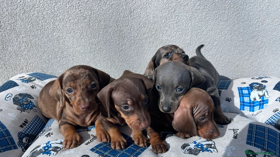 Teckel Miniatura perros en venta: Camada de Teckel mini disponible!  - Anuncio 2