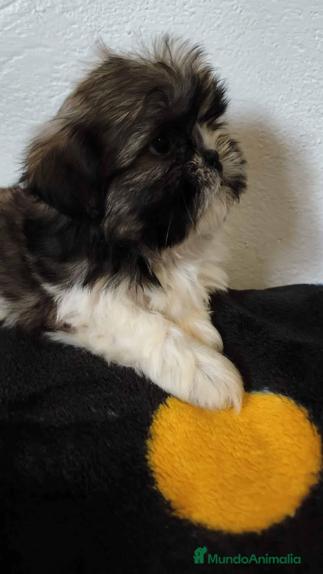 Shih Tzu perros en venta: Último Shih tzu  - Anuncio 4