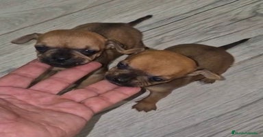 Chihuahua perros - Anuncio 15