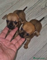 Chihuahua perros - Anuncio 1