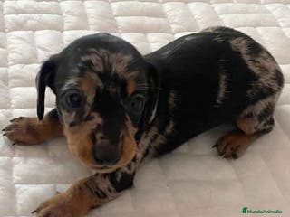 Teckel perros Teckel Hembra de Tria y Tilo - AQUANAURA en Barcelona - Anuncio 19