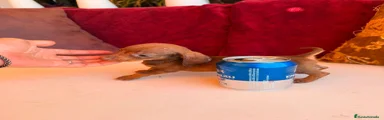 TECKEL HEMBRA CHOCOLATE – TAMAÑO KANINCHEN