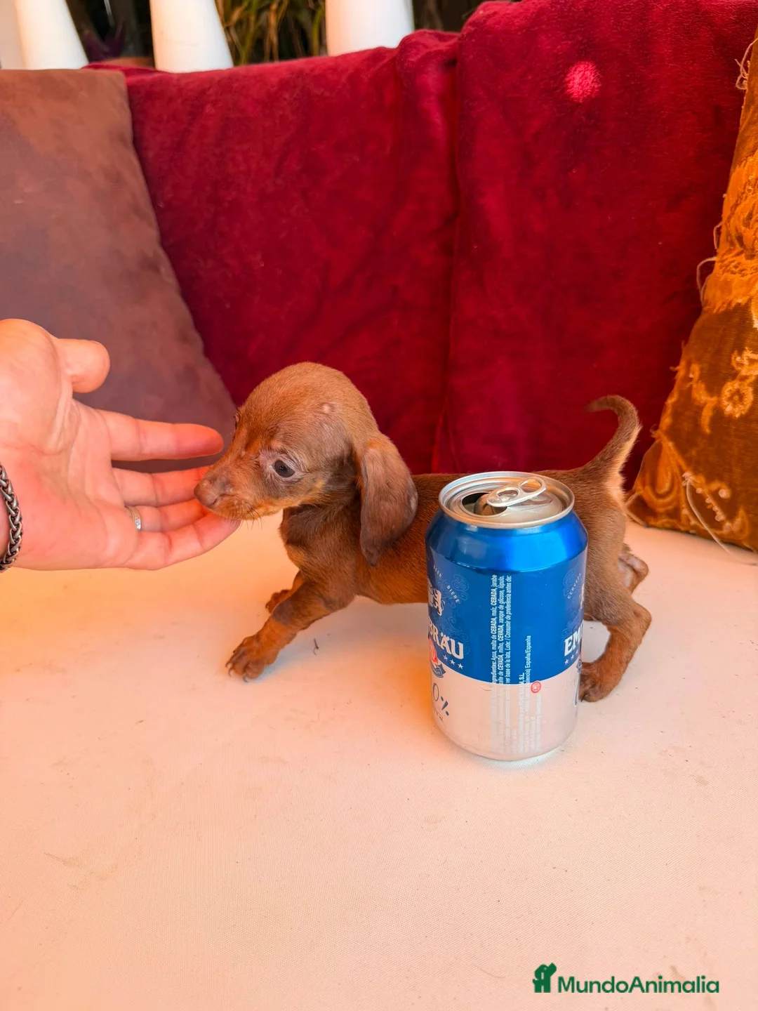 Teckel Miniatura perros en venta: TECKEL HEMBRA CHOCOLATE – TAMAÑO KANINCHEN - Anuncio 1