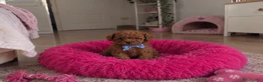 Caniche Toy 1