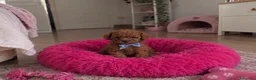 Caniche Toy perros en venta: Caniches TOY - Anuncio 2