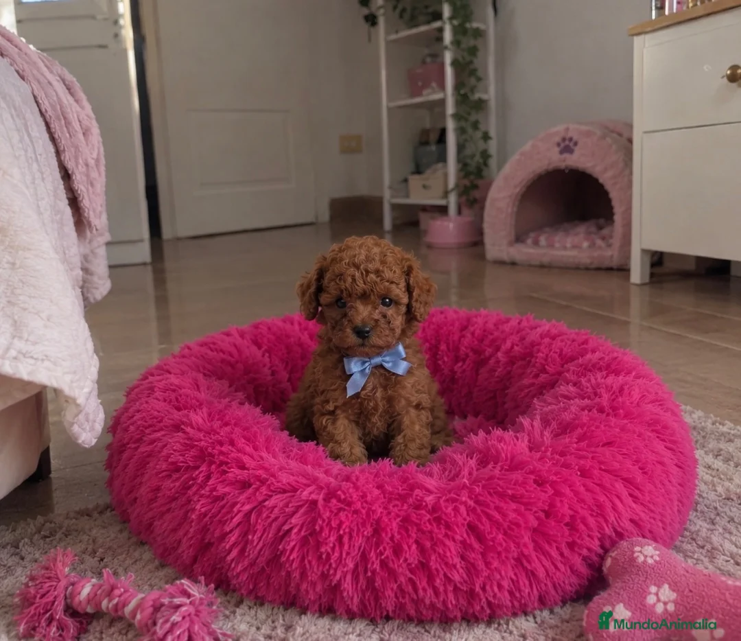 Caniche Toy perros en venta: Caniches TOY - Anuncio 2