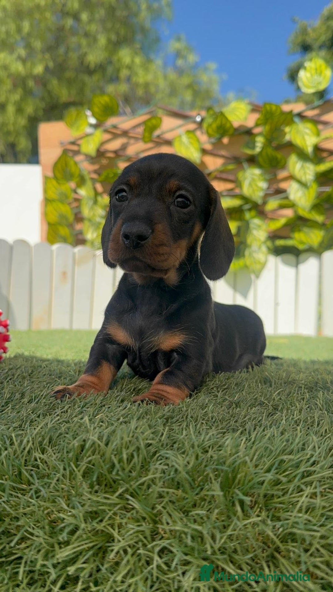 Teckel Miniatura perros en venta: TECKELL MINIATURA MACHO - Imagen 7
