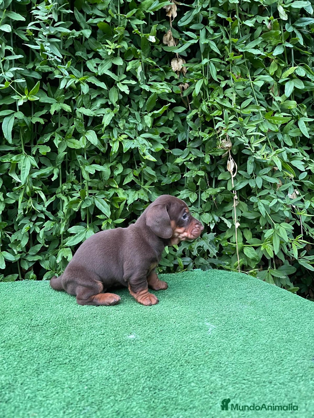 Teckel Miniatura perros en venta: Teckel mini - Anuncio 4