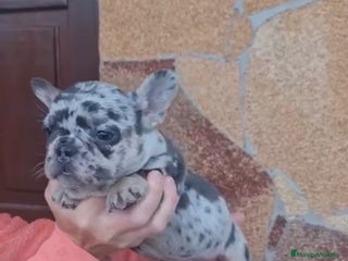 Bulldog Francés perros - Anuncio 1