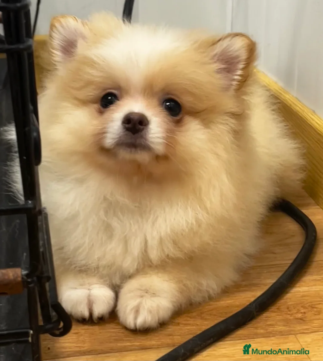 Pomerania perros en venta: Pomerania - Anuncio 7