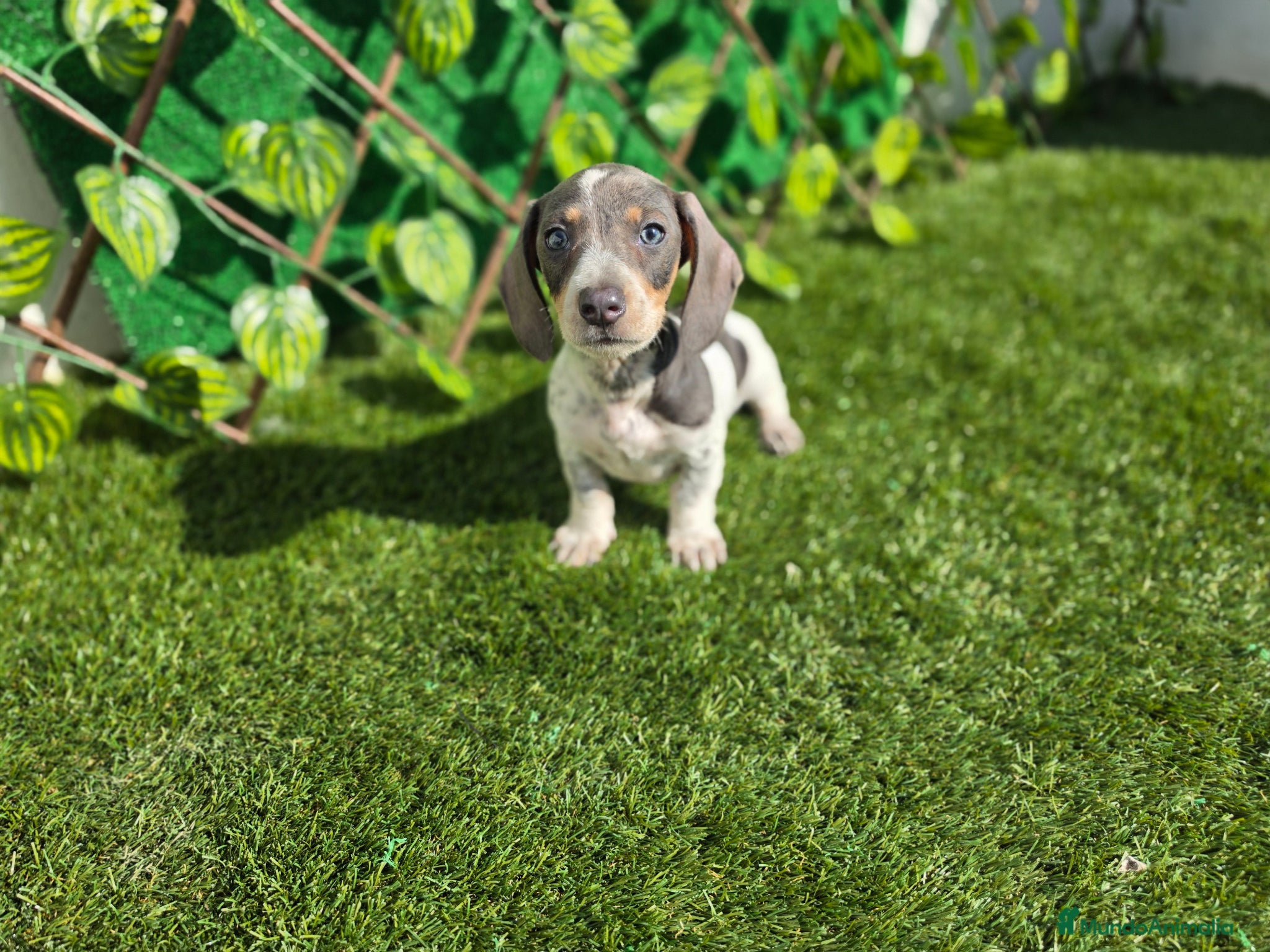 Teckel Miniatura perros TECKEL MINI PIELBALD BLUE - Anuncio 4