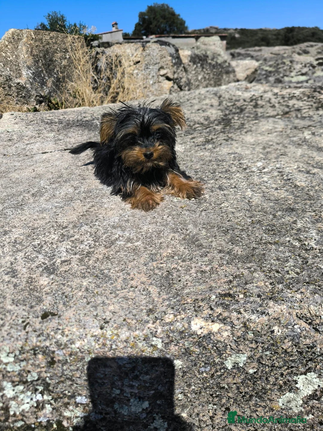Yorkshire Terrier perros en venta: Yorkshire macho toy - Anuncio 1