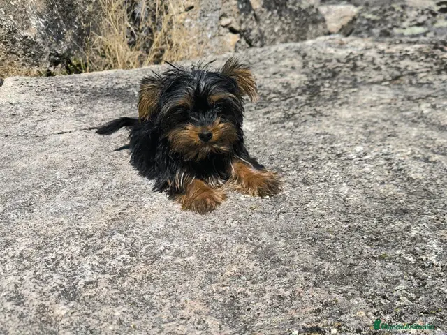 Yorkshire Terrier perros en venta: Yorkshire macho toy - Anuncio 1