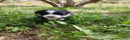Otras razas perros en venta: AUSTRALIAN WATER DOG - Anuncio 16