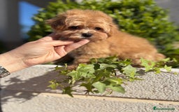 Maltipoo perros en venta: Maltipoo - Imagen 7