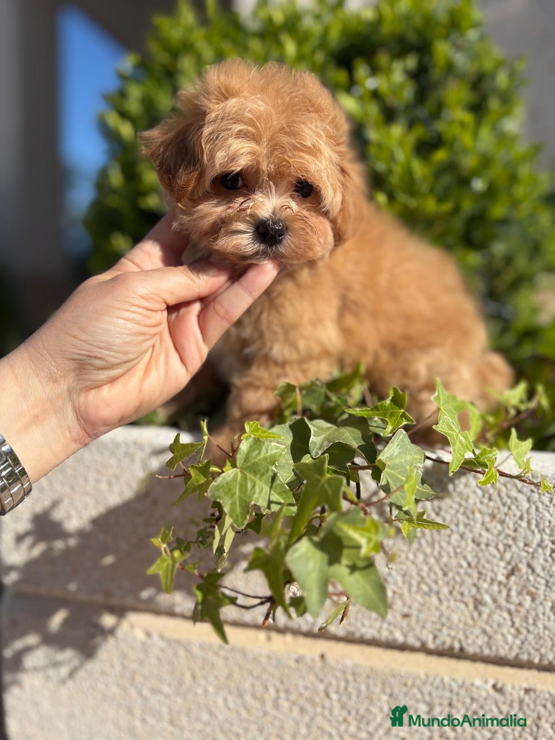 Maltipoo perros en venta: Maltipoo - Imagen 7