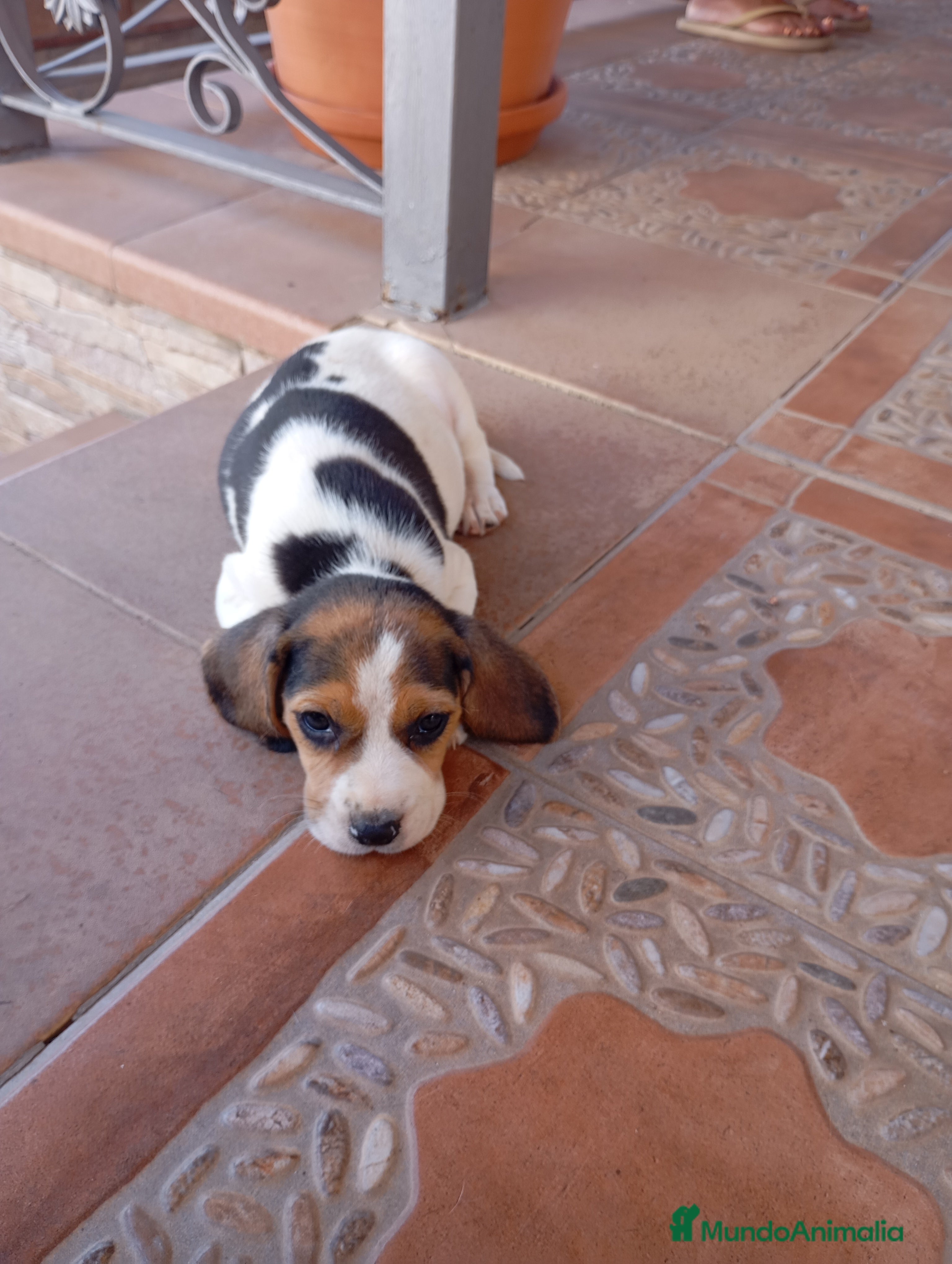 Beagle perros Beagles tricolores especiales - Anuncio 1