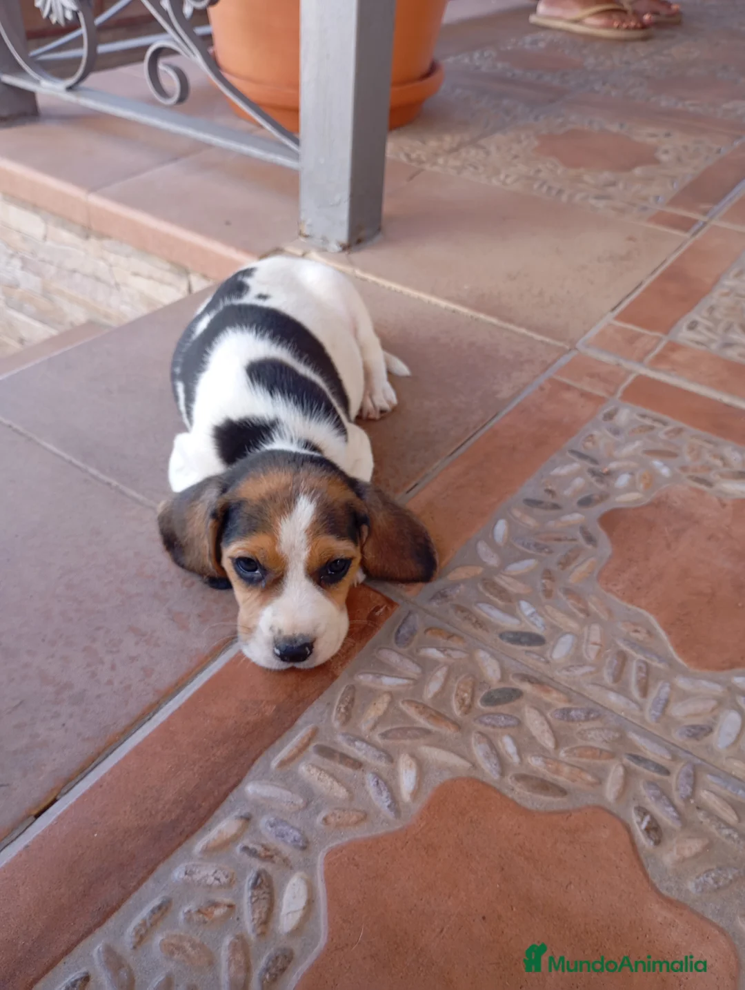 Beagle perros en venta: Beagles tricolores especiales - Anuncio 1