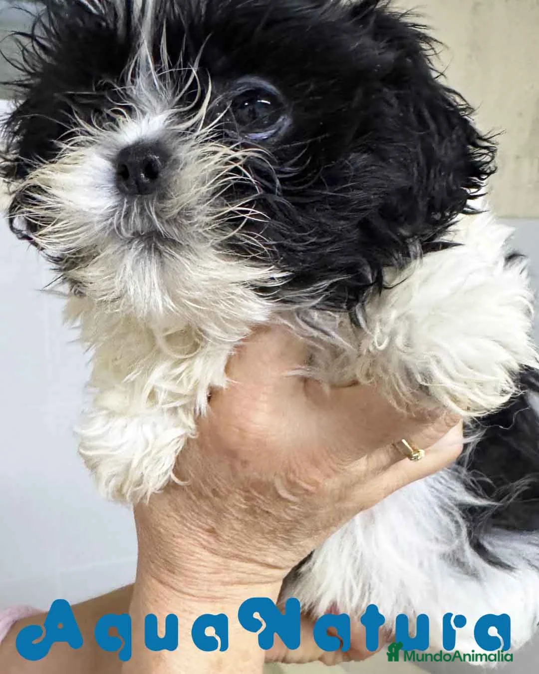 Shih Tzu perros en venta: Shih Tzu Macho de Ada y Newman 2016 AQUANATURA - Anuncio 7