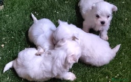 Bichón Maltés perros en venta: Último Bichón Maltés Macho disponible!! - Imagen 1