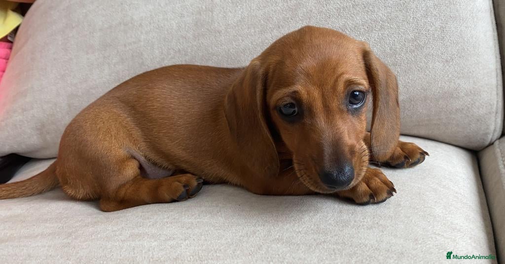 Teckel Miniatura perros Magníficos Teckel miniatura 601144783 - Anuncio 4