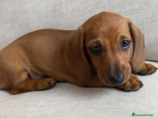 Teckel Miniatura perros Magníficos Teckel miniatura 601144783 - Anuncio 4