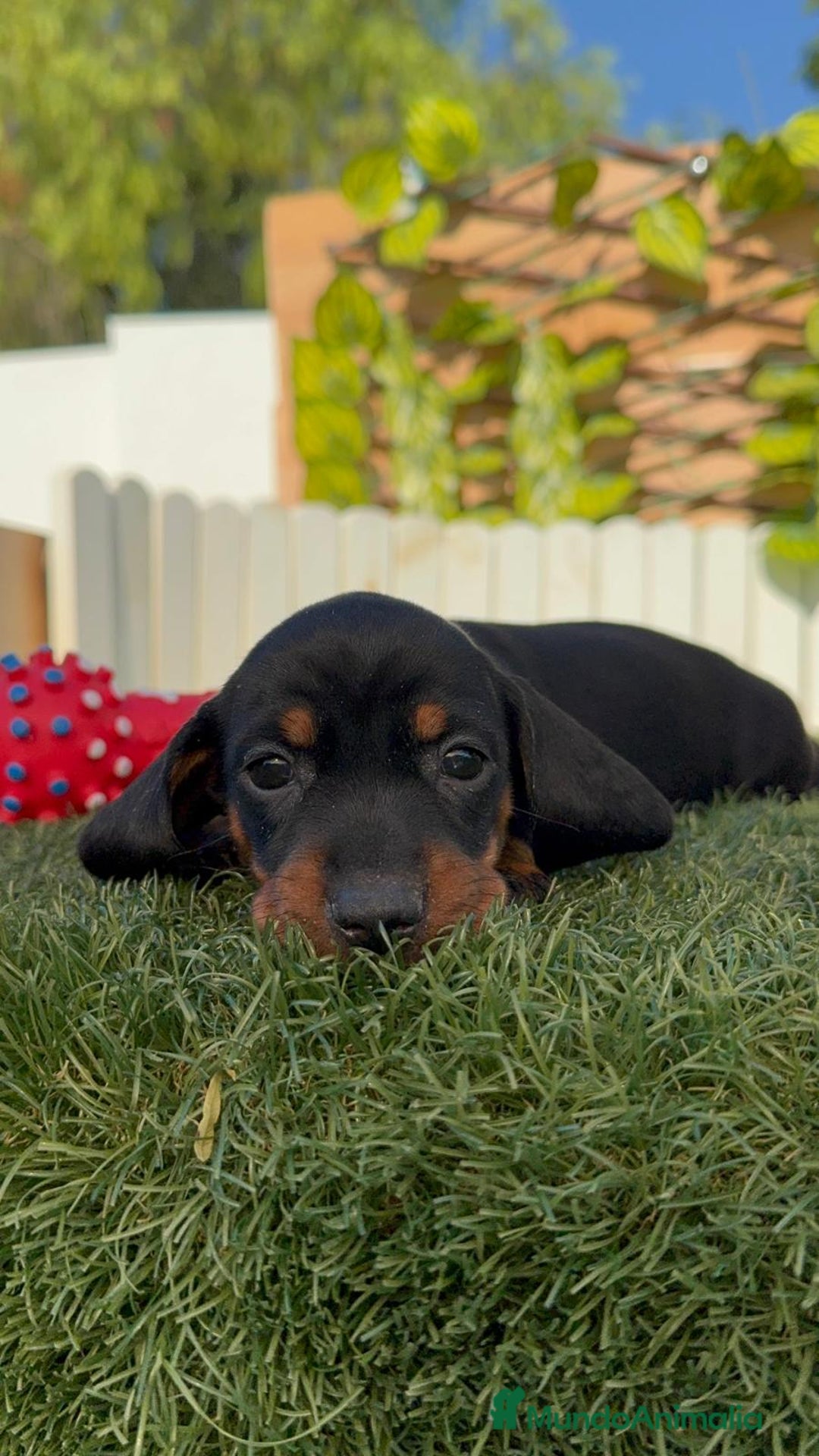 Teckel Miniatura perros en venta: TECKELL MINIATURA MACHO - Imagen 17