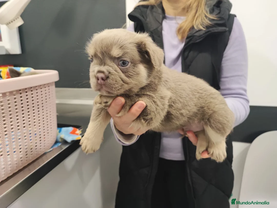 Bulldog Francés perros en venta: Bulldog Frances Fluffy cachorros impresionantes  - Anuncio 4